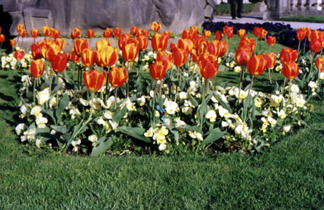 gorntulip