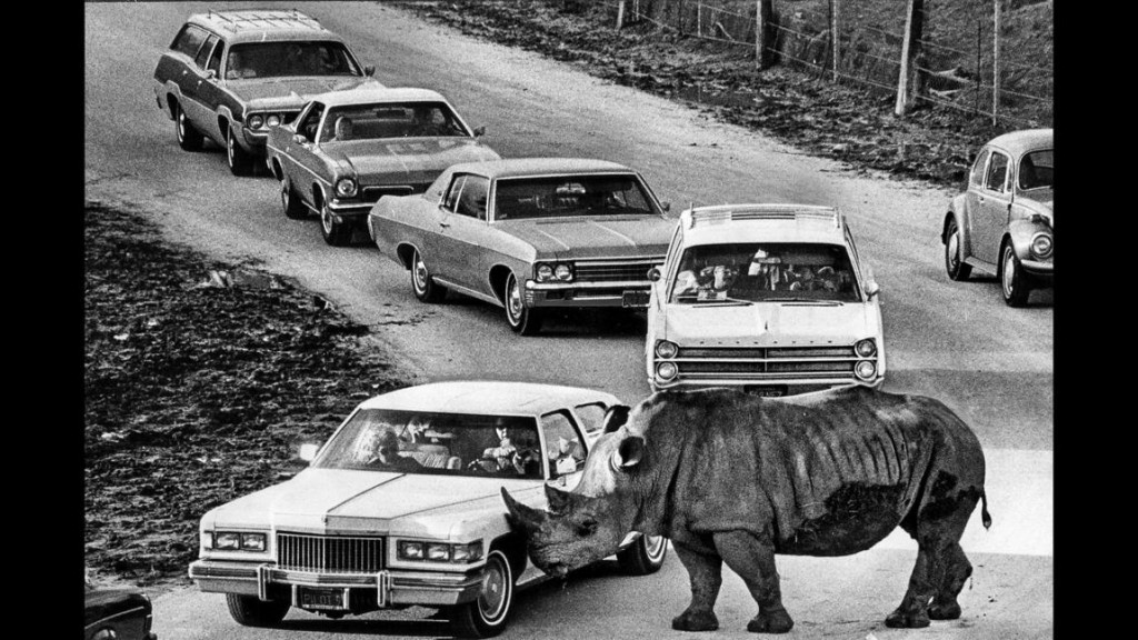 (Boris Yaro / Los Angeles Times) Rhino vs Cadillac 